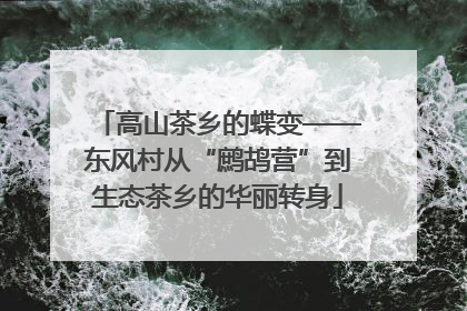 高山茶乡的蝶变——东风村从“鹧鸪营”到生态茶乡的华丽转身
