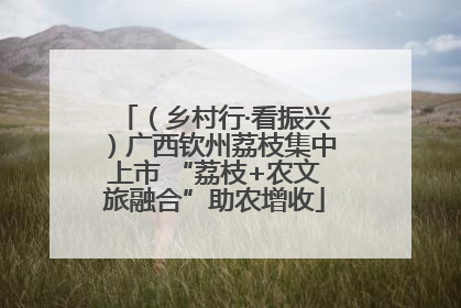 （乡村行·看振兴）广西钦州荔枝集中上市 “荔枝+农文旅融合”助农增收
